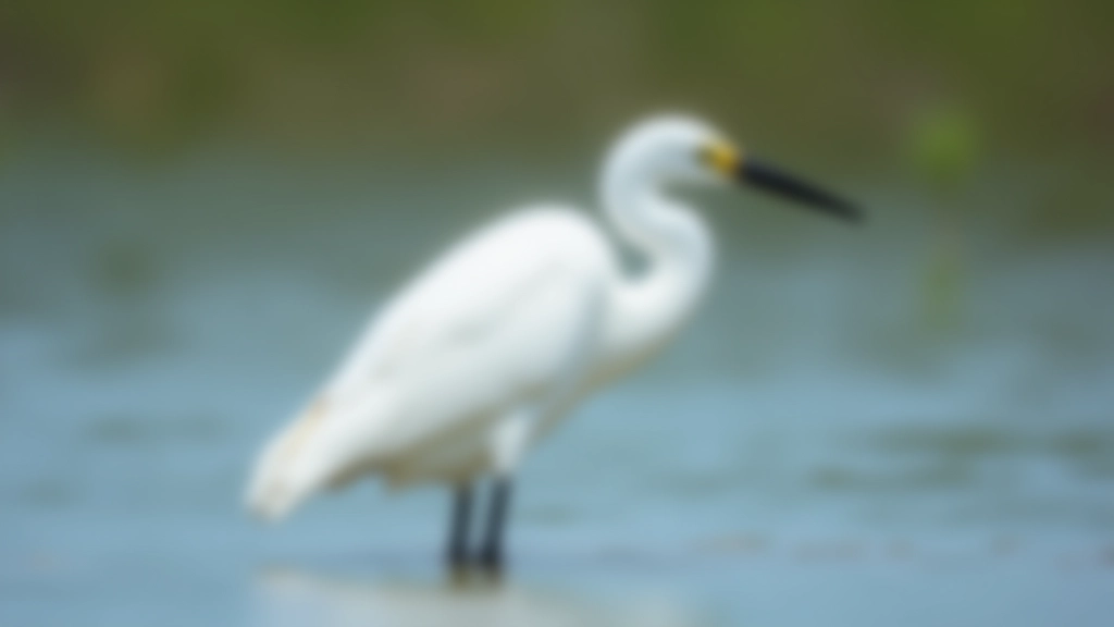 Garza blanca de cuerpo completo parada en agua, con plumaje blanco puro y pico largo y afilado, ambiente natural de laguna